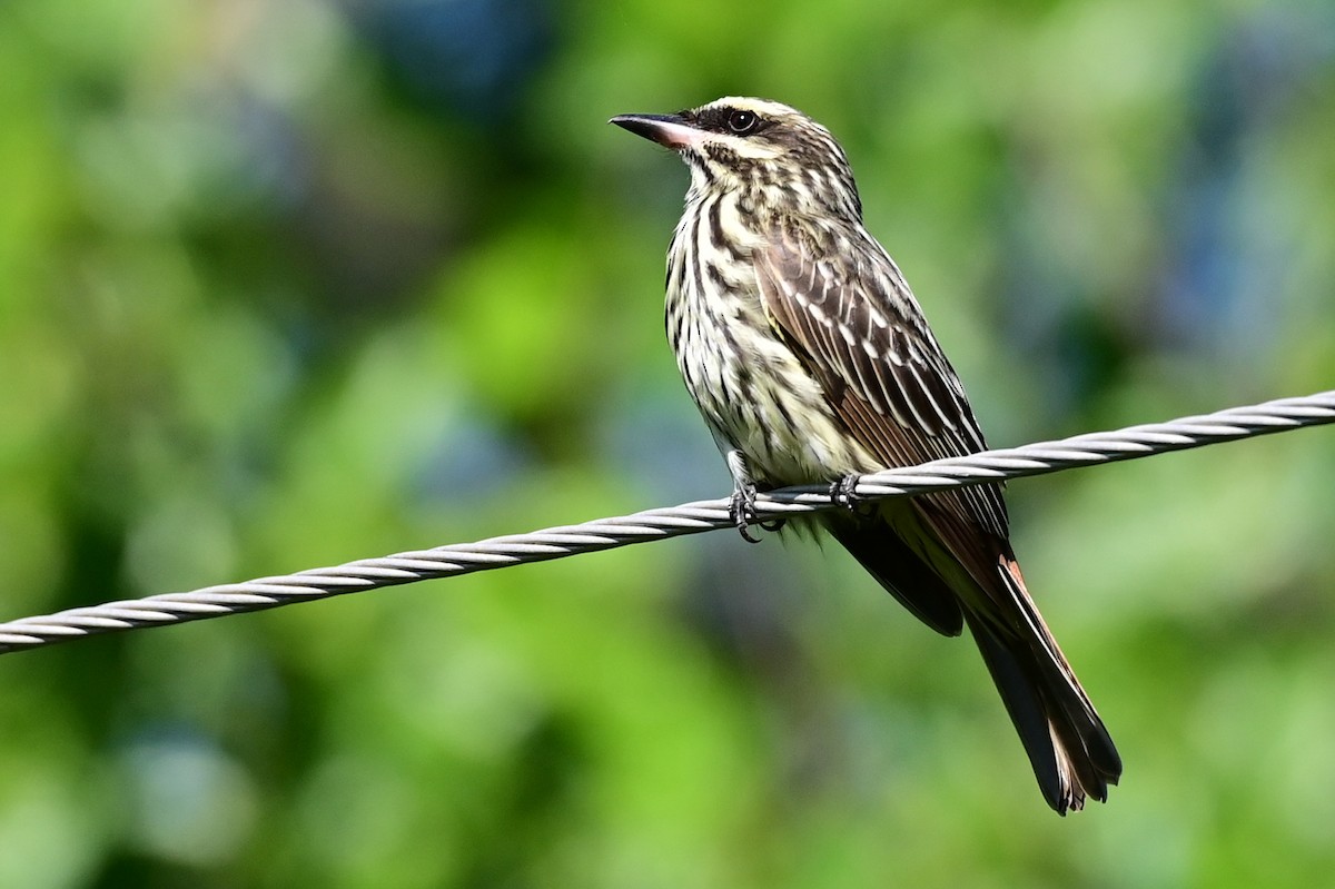 Streaked Flycatcher - ML643366306