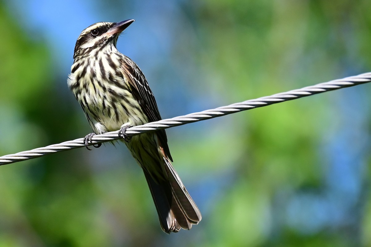 Streaked Flycatcher - ML643366307