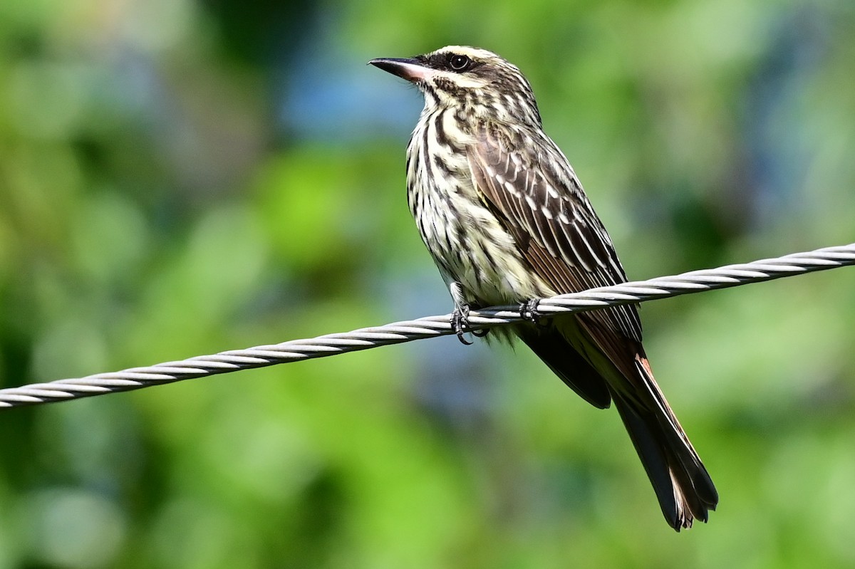 Streaked Flycatcher - ML643366308