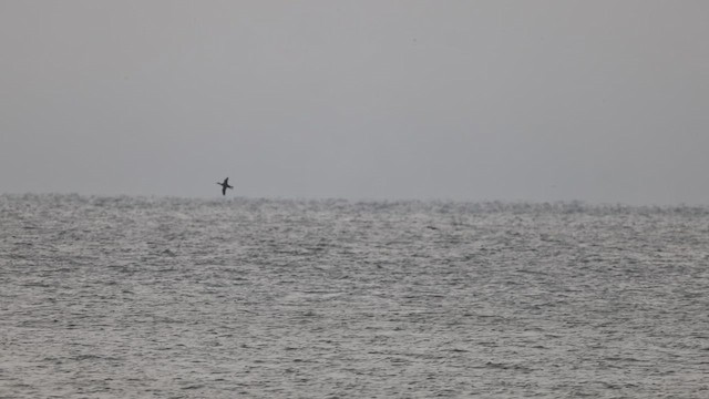Red-throated Loon - ML643366311