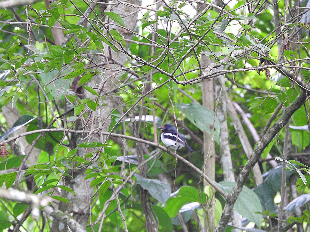 Brown-throated Wattle-eye - ML643366333