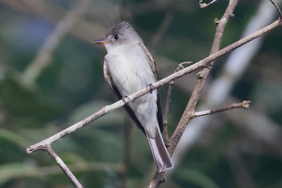 Western/Eastern Wood-Pewee - ML643366359