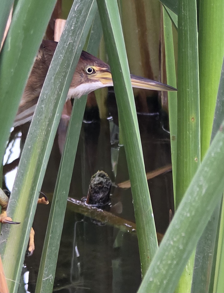 Least Bittern - ML643366360