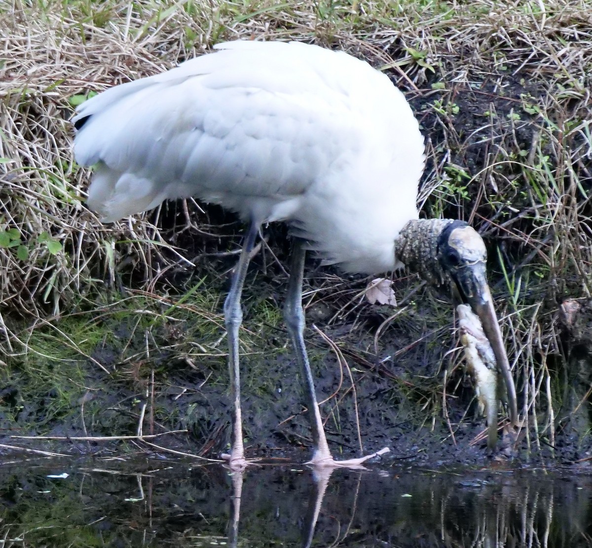 Wood Stork - ML643366366