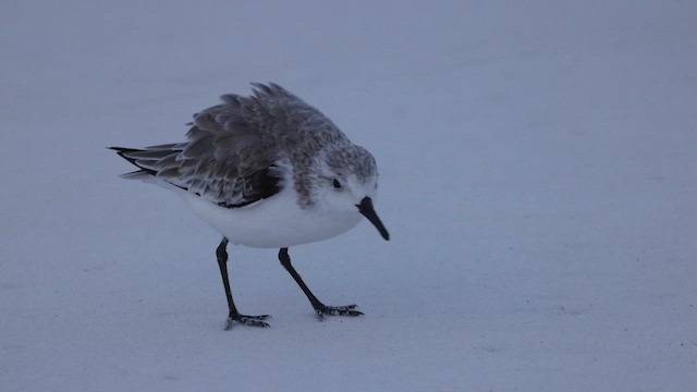 Sanderling - ML643366368