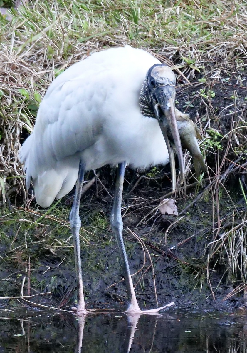 Wood Stork - ML643366407