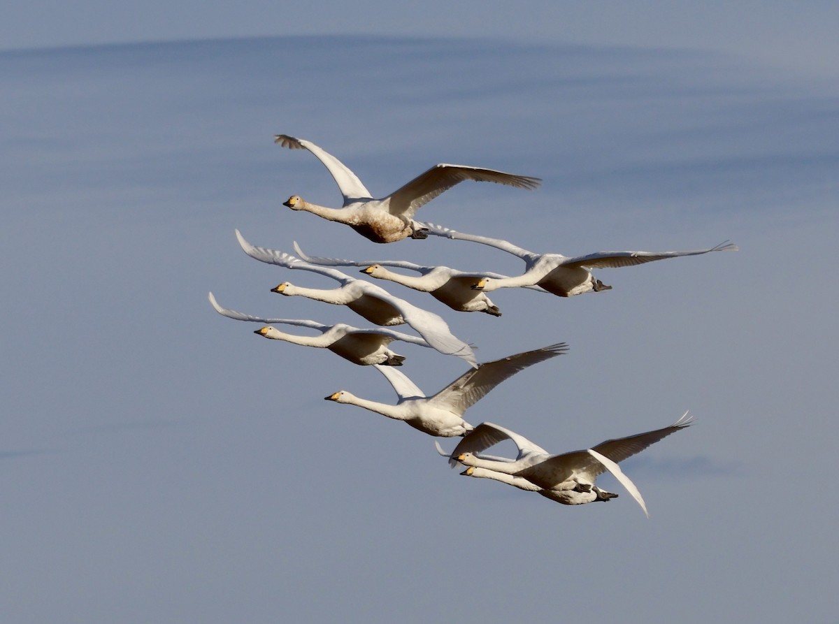 Whooper Swan - ML643366410
