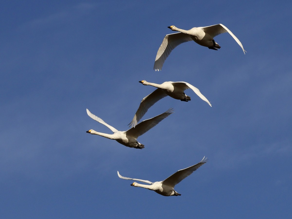 Whooper Swan - ML643366411