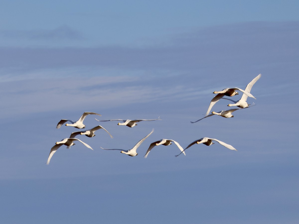 Whooper Swan - ML643366412