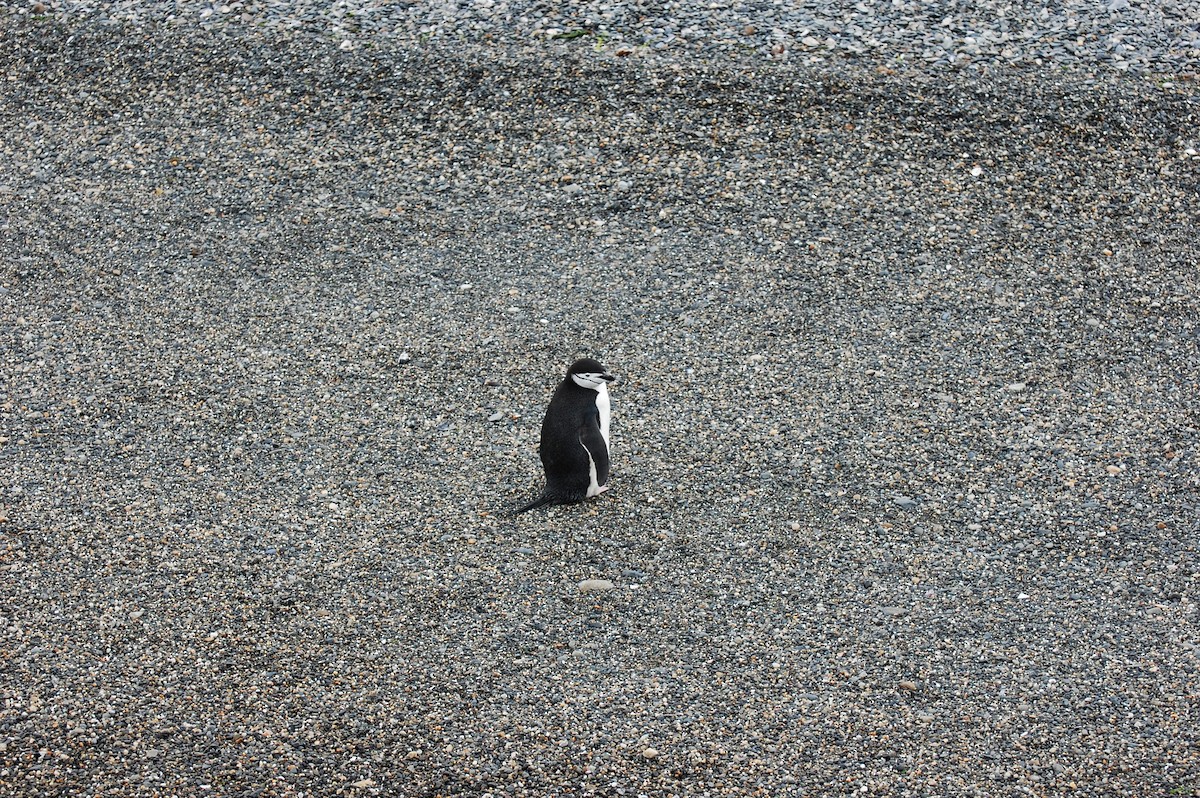 Chinstrap Penguin - ML643366415