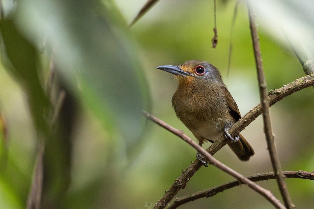 Sclater Keşişkuşu - ML643366416