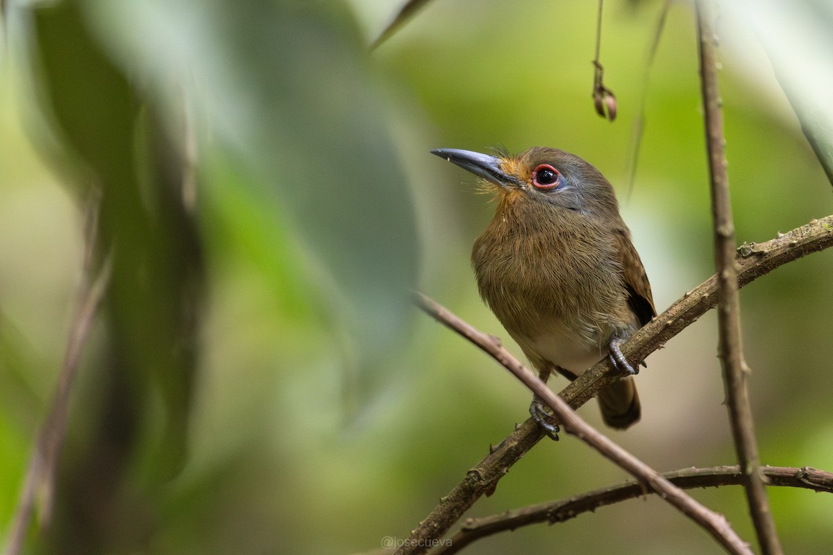 Sclater Keşişkuşu - ML643366417