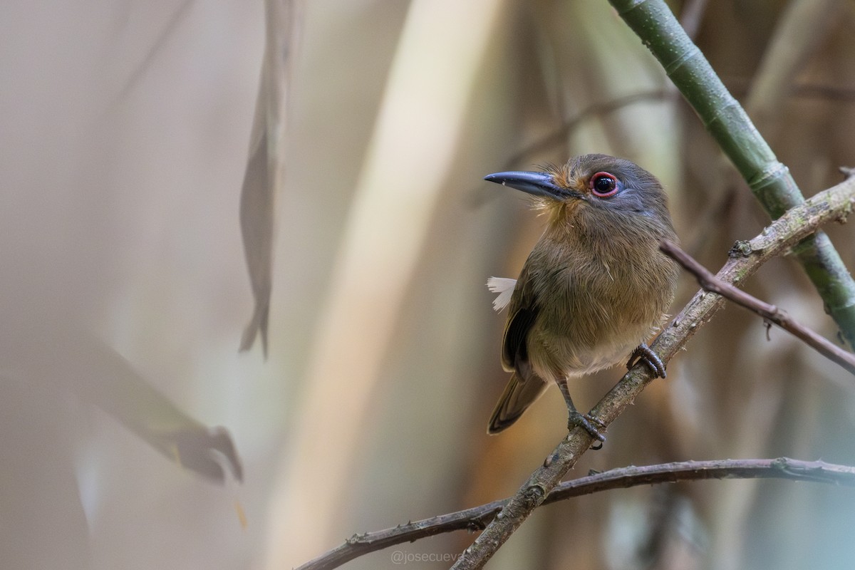 Sclater Keşişkuşu - ML643366418