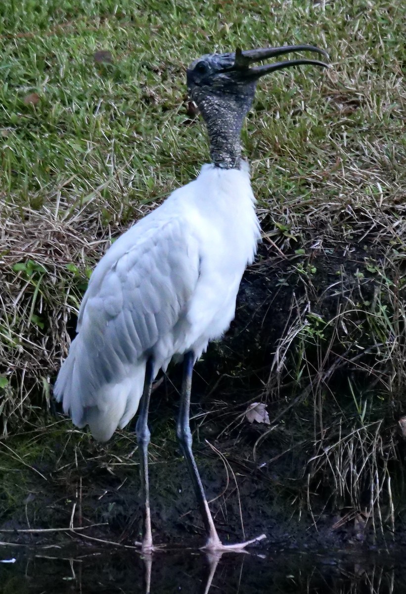 Wood Stork - ML643366425