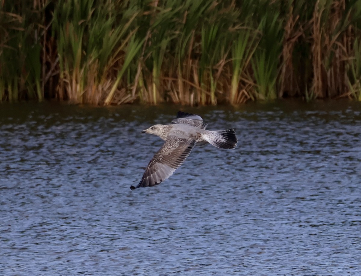 European Herring Gull - ML643366441