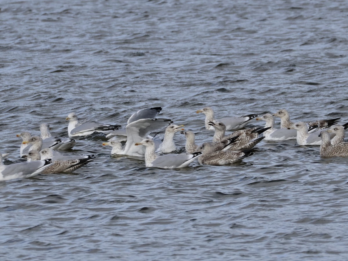 European Herring Gull - ML643366442