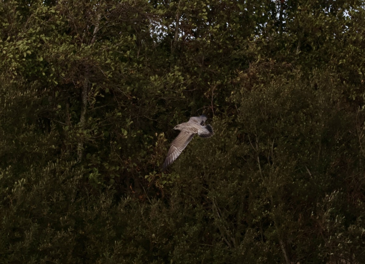 European Herring Gull - ML643366443