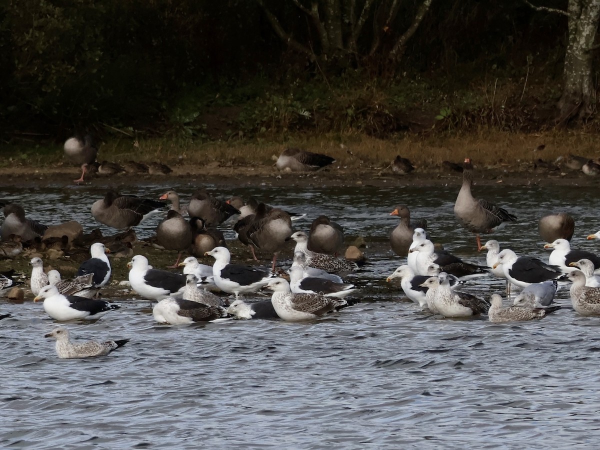 Great Black-backed Gull - ML643366474
