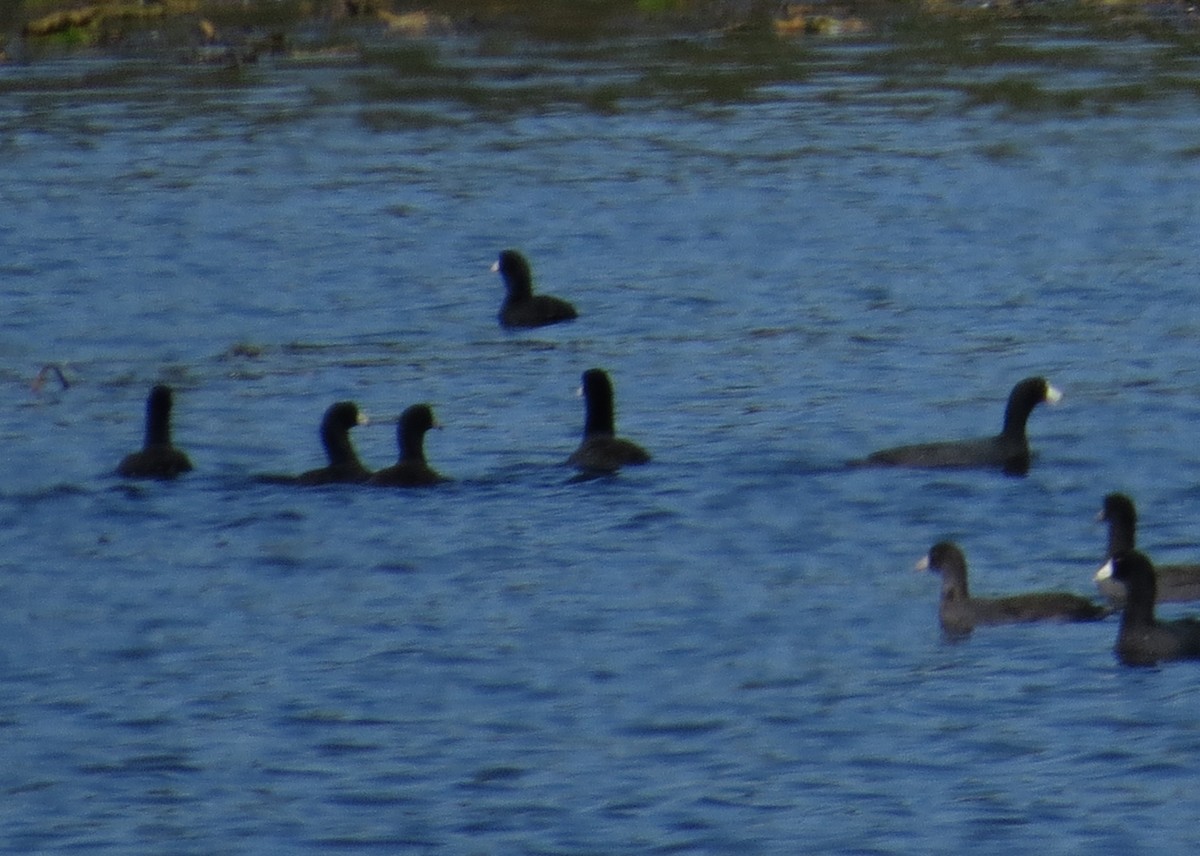 American Coot - ML643366479