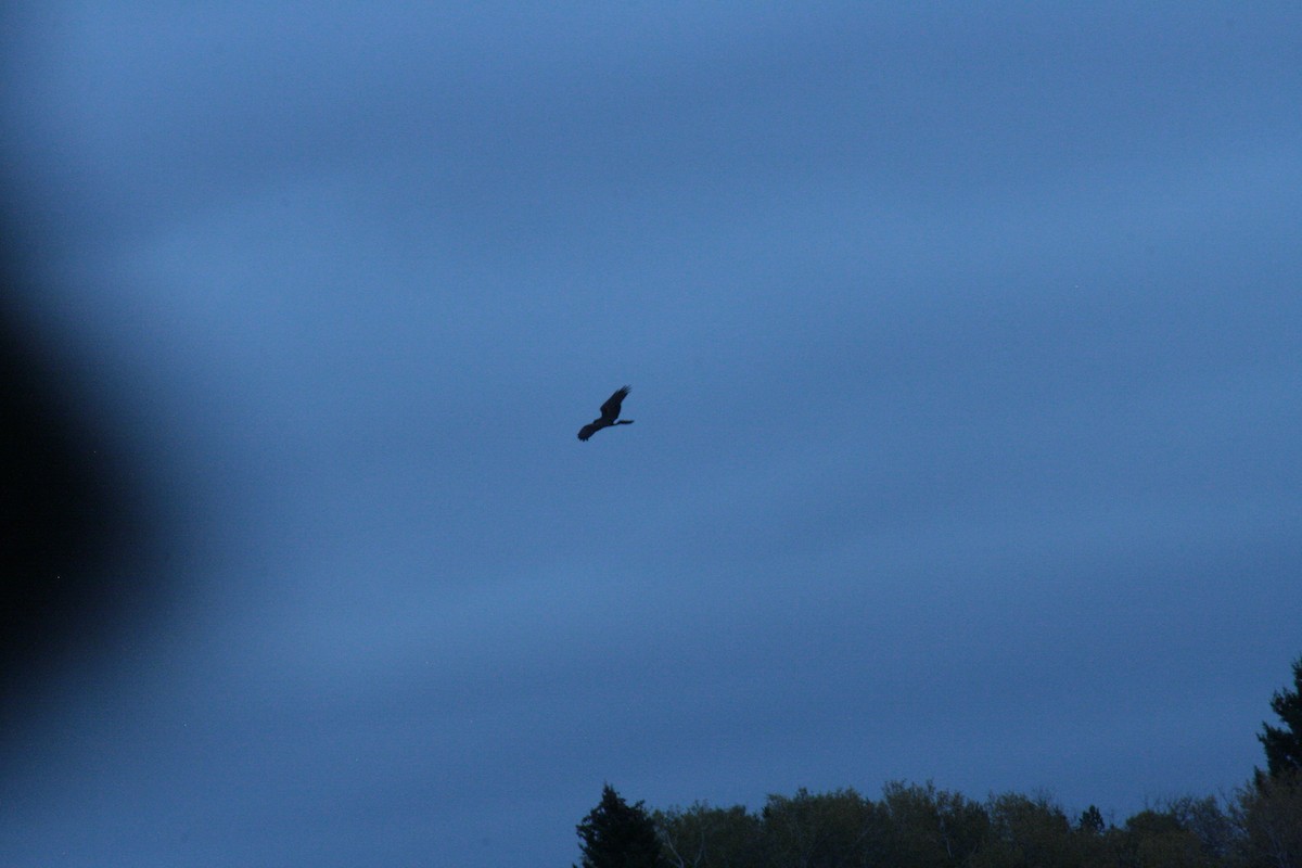 Northern Harrier - ML643366487