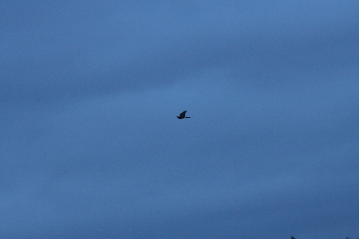 Northern Harrier - ML643366489