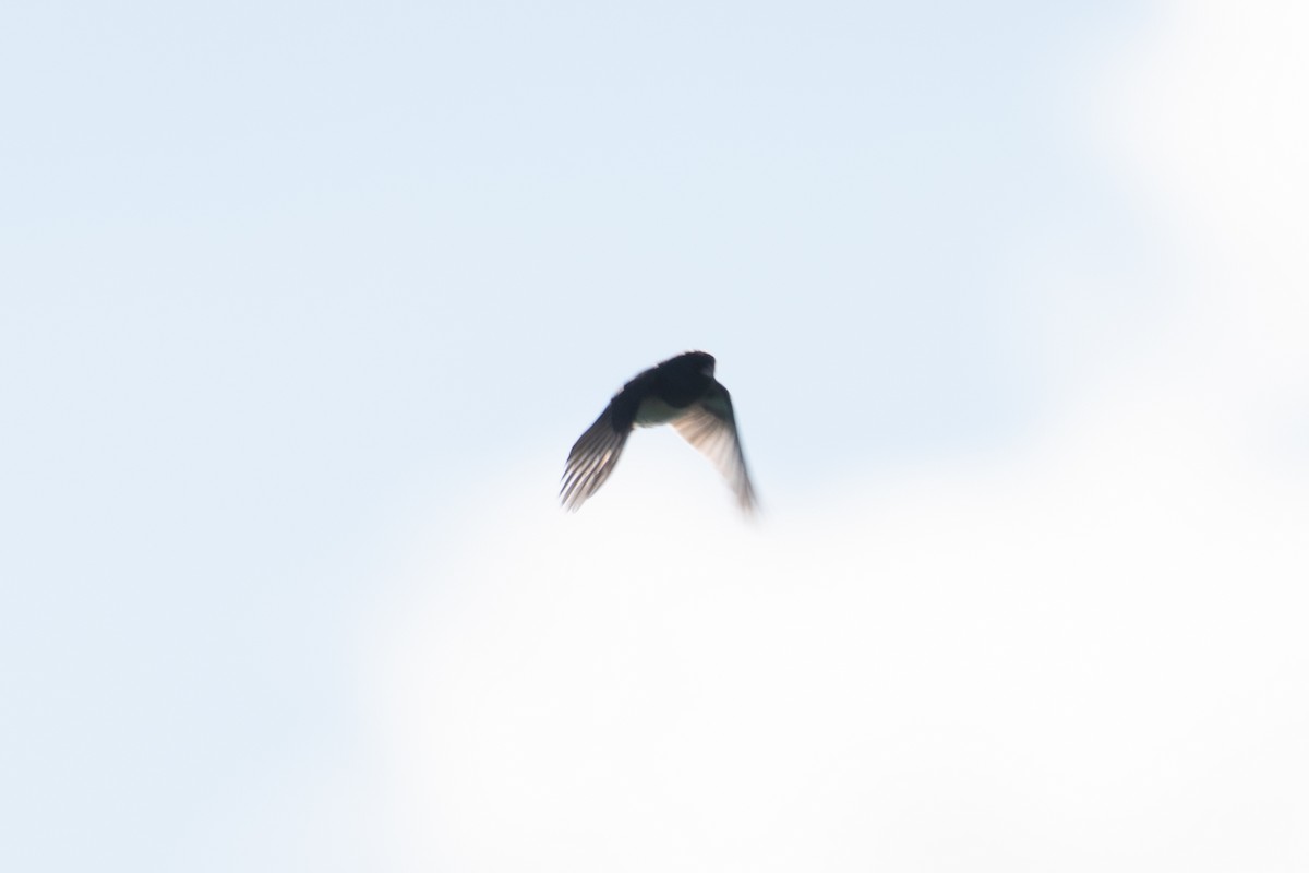 Dark-eyed Junco (Slate-colored) - ML643366502