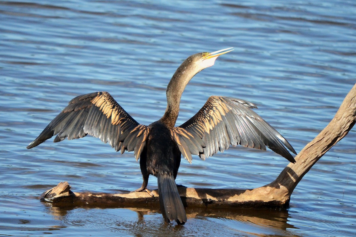 anhinga americká - ML643366504