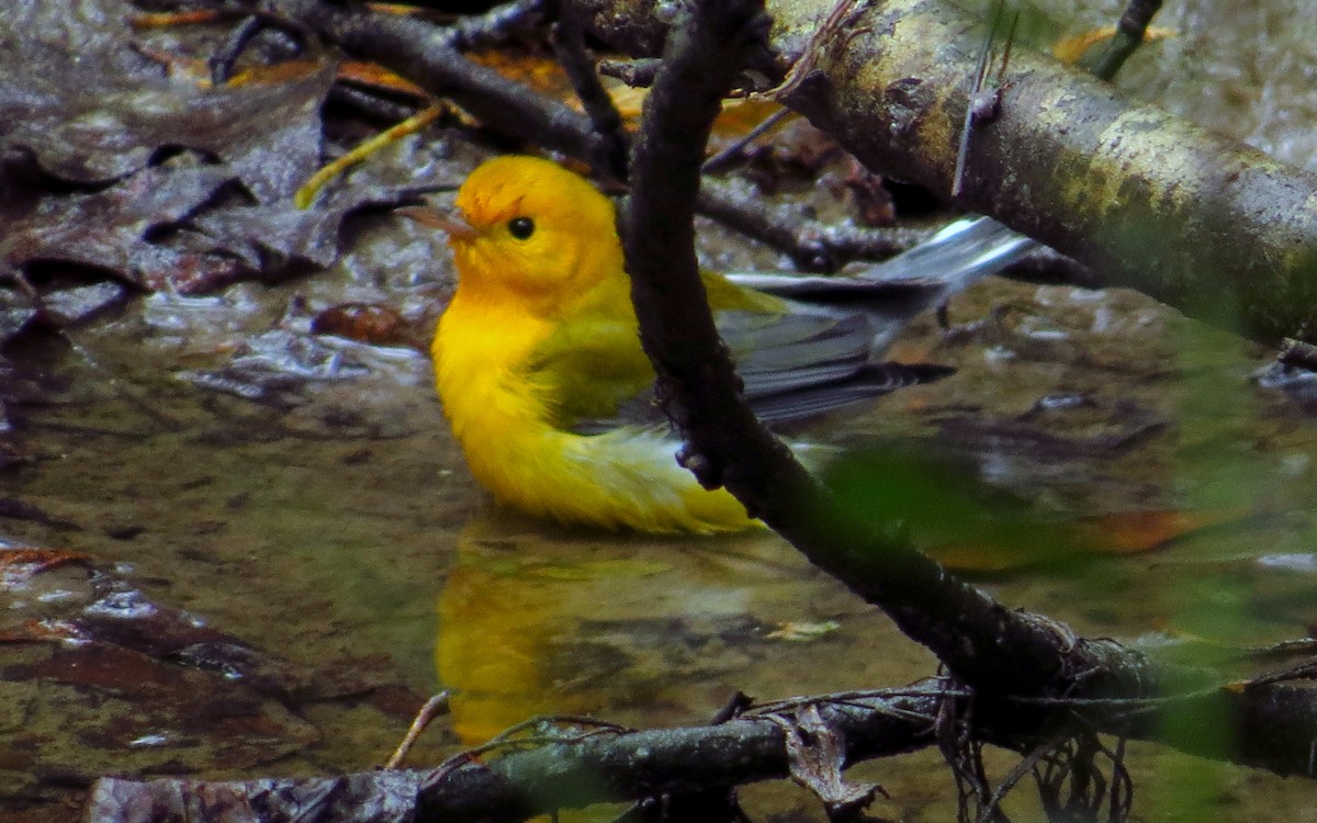 Prothonotary Warbler - ML643366516