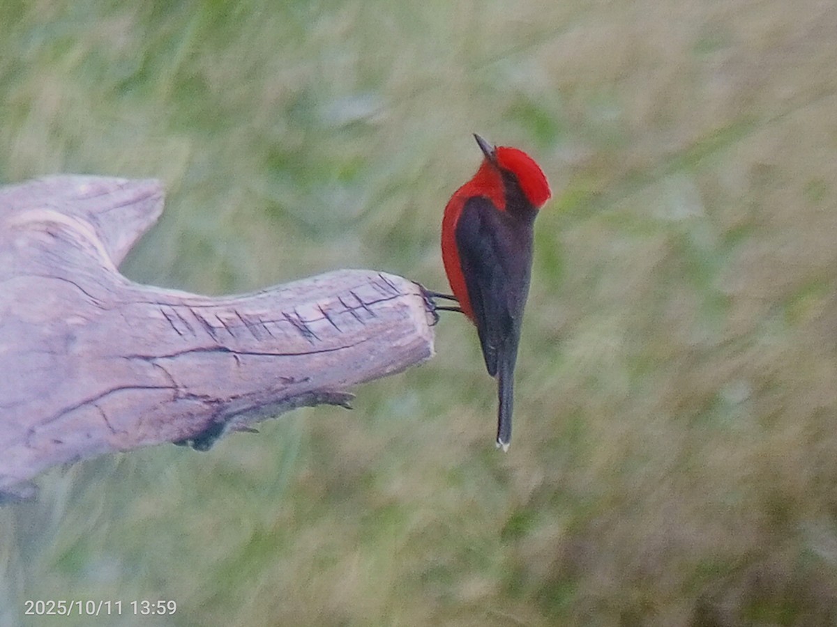 Vermilion Flycatcher - ML643366526