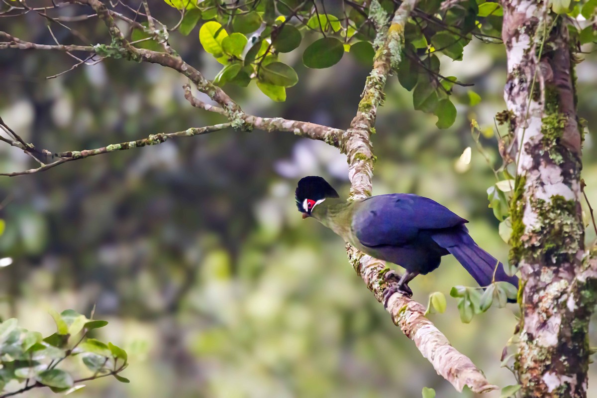 Hartlaub's Turaco - ML643366603