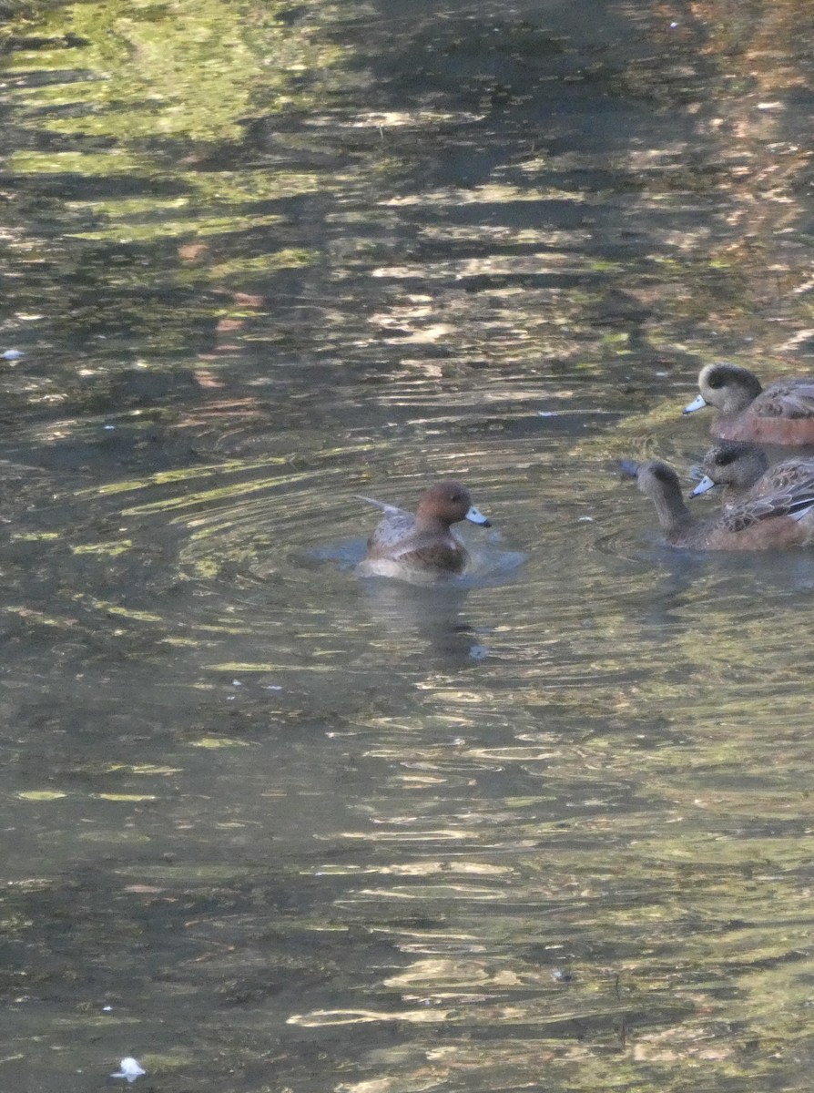 Eurasian Wigeon - ML643366622