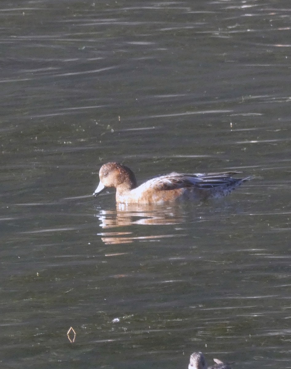 Eurasian Wigeon - ML643366623