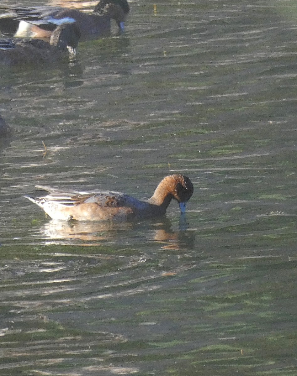Eurasian Wigeon - ML643366625