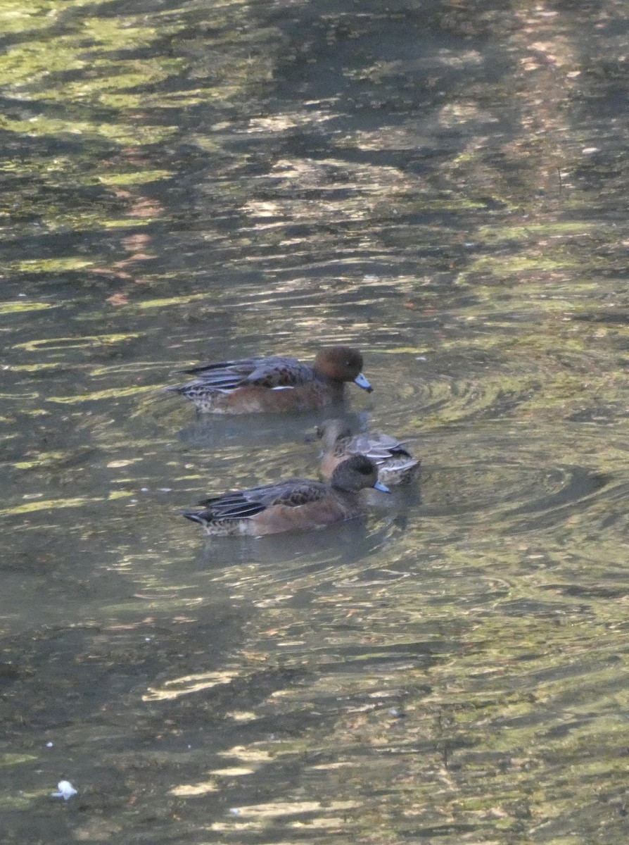 Eurasian Wigeon - ML643366627
