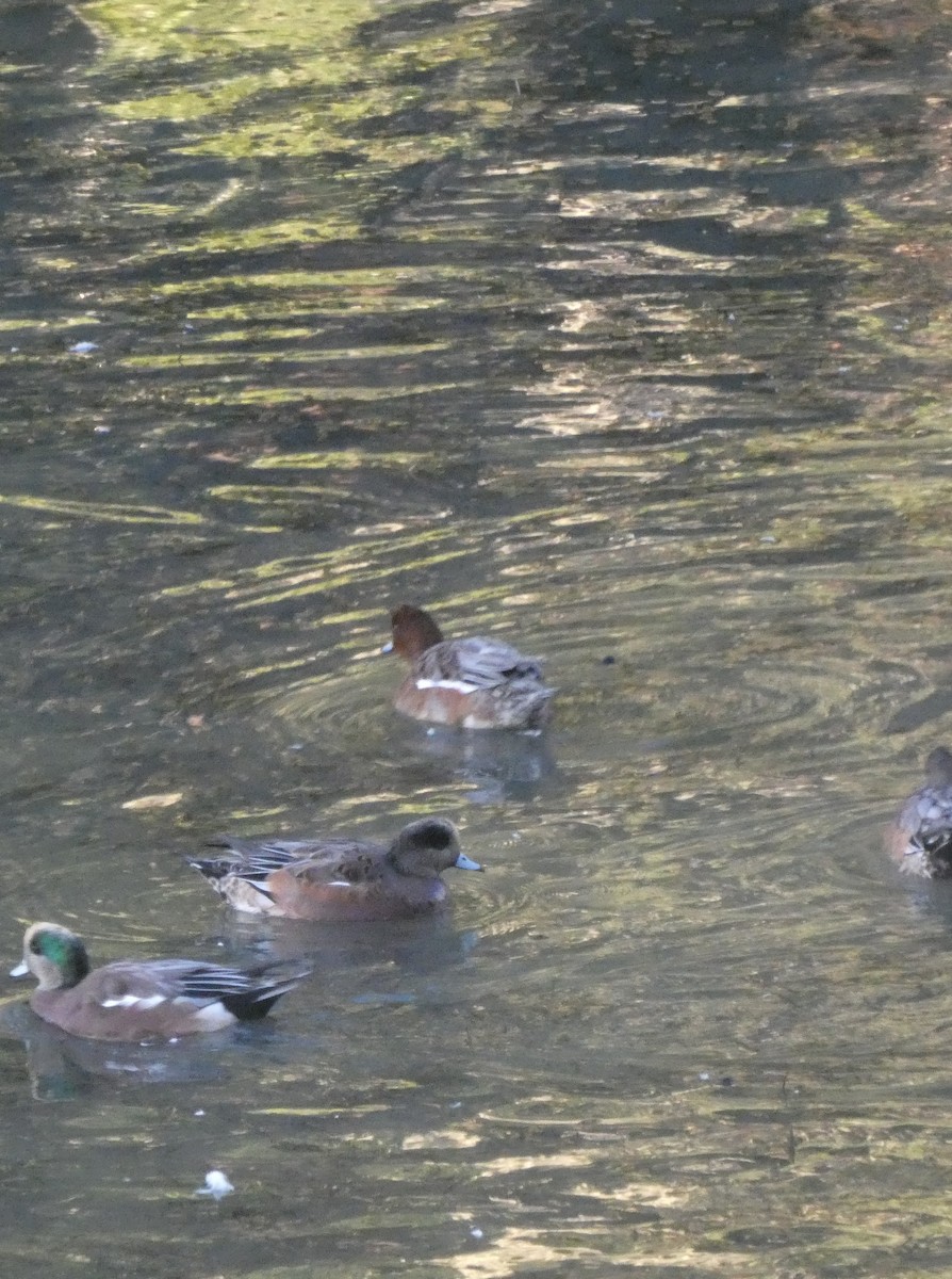 Eurasian Wigeon - ML643366628