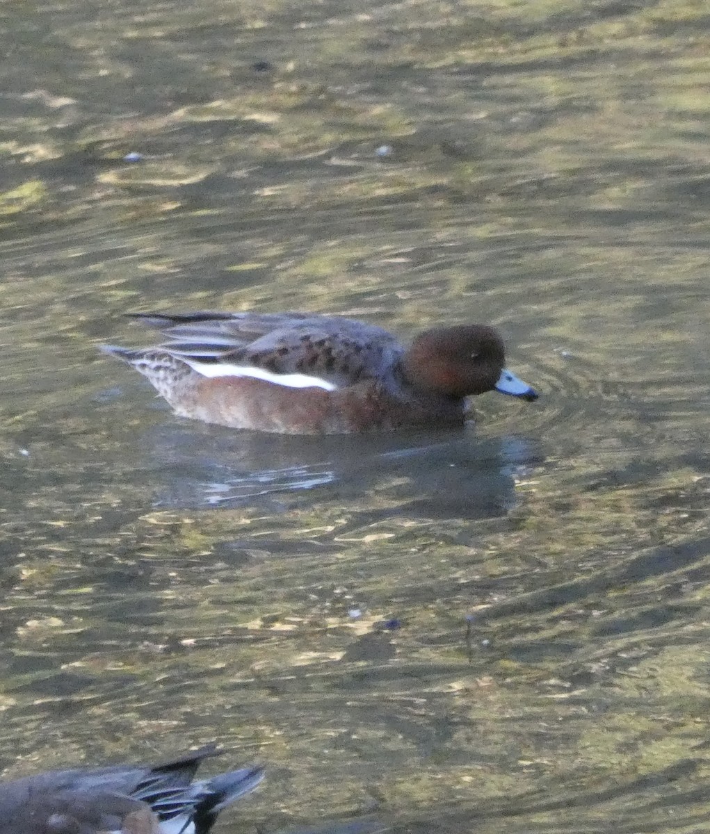 Eurasian Wigeon - ML643366629