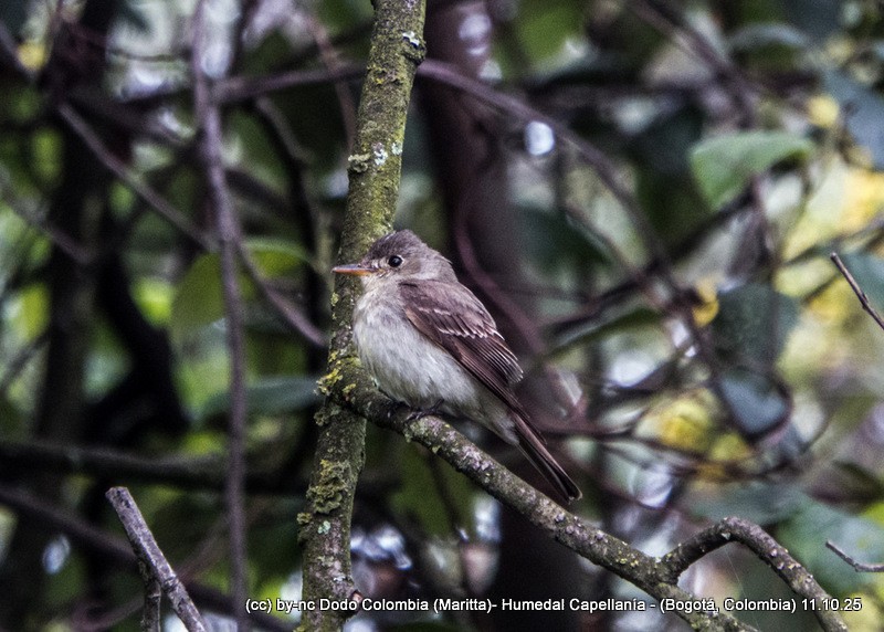Empidonax sp. - ML643366634