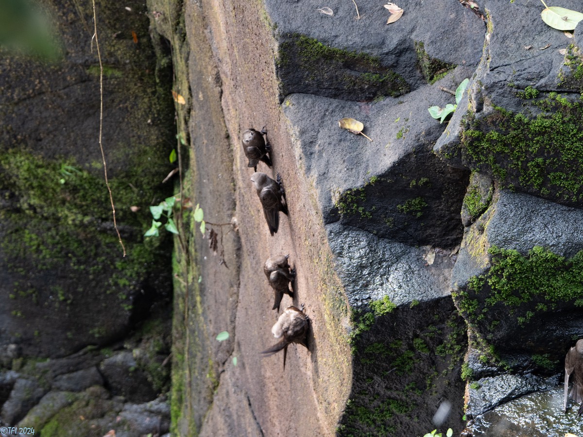 fosseseiler - ML643366635