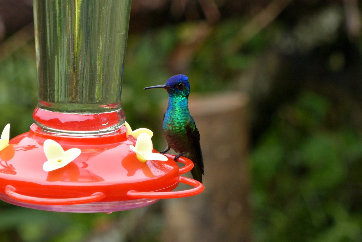 Golden-tailed Sapphire - ML643366689