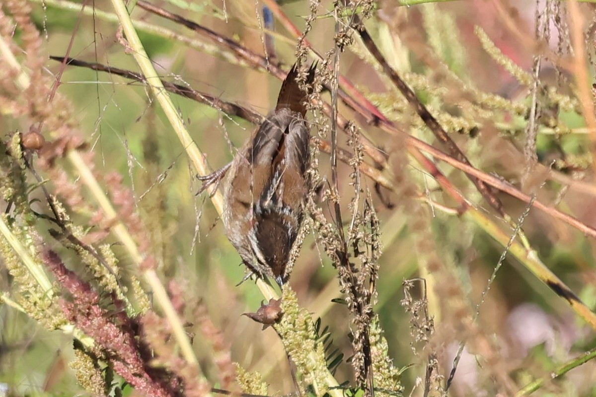 Marsh Wren - ML643366710