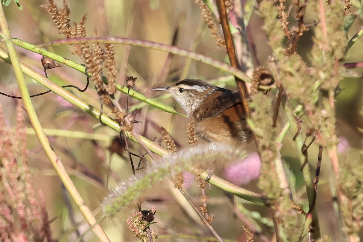 Marsh Wren - ML643366711