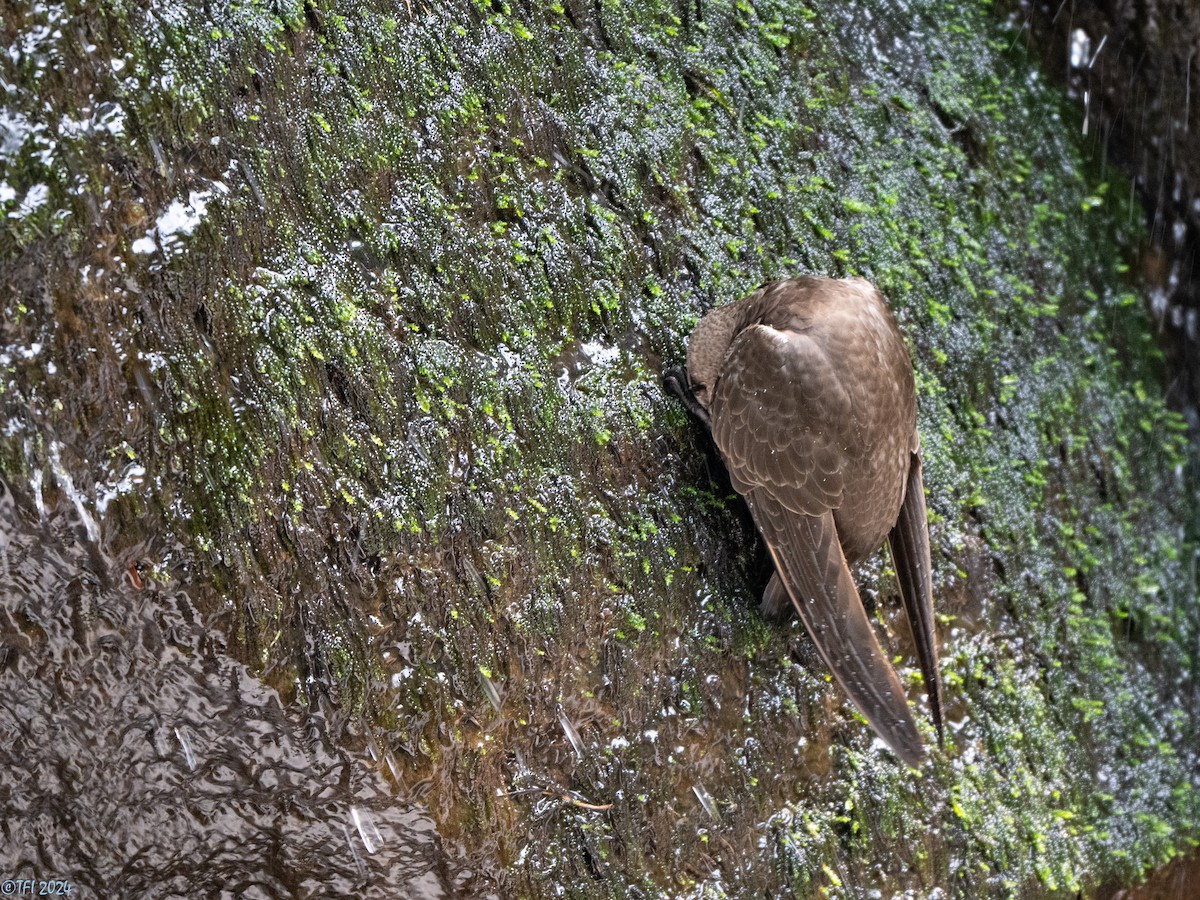 fosseseiler - ML643366718