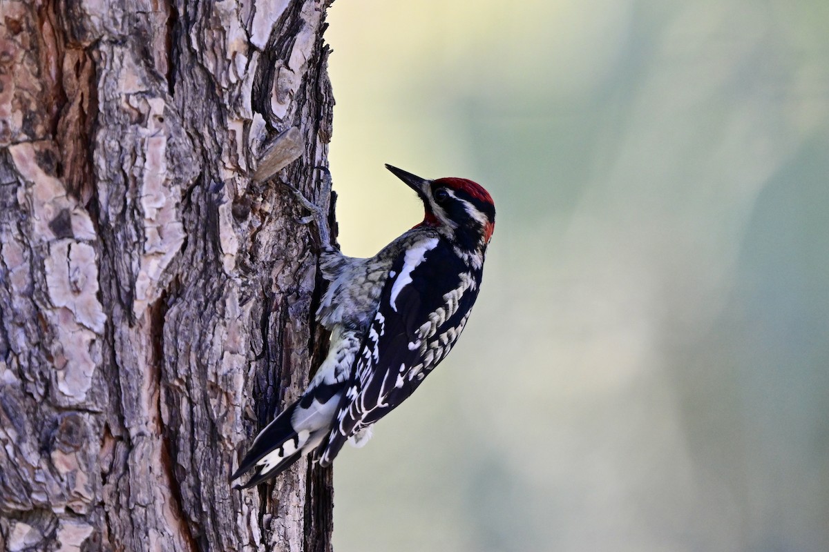 Red-naped Sapsucker - ML643366757