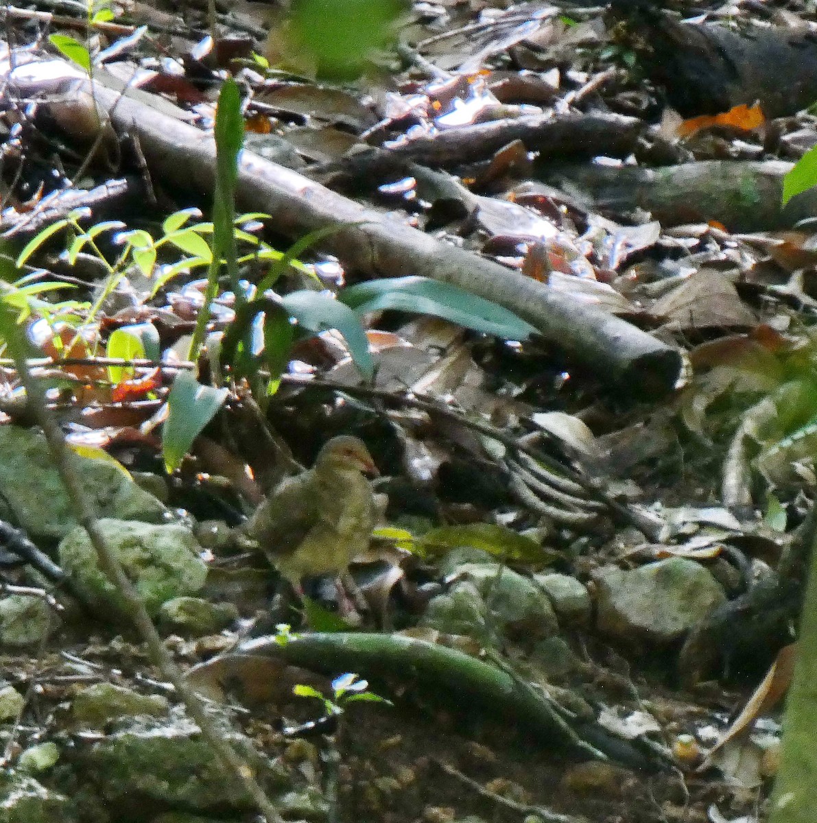 Ruddy Quail-Dove - ML643366762