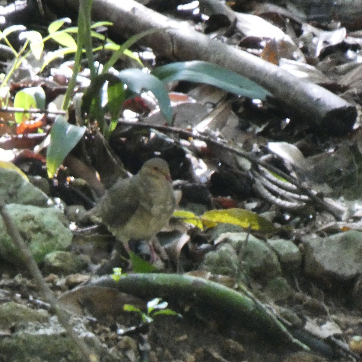 holub hnědočervený - ML643366763