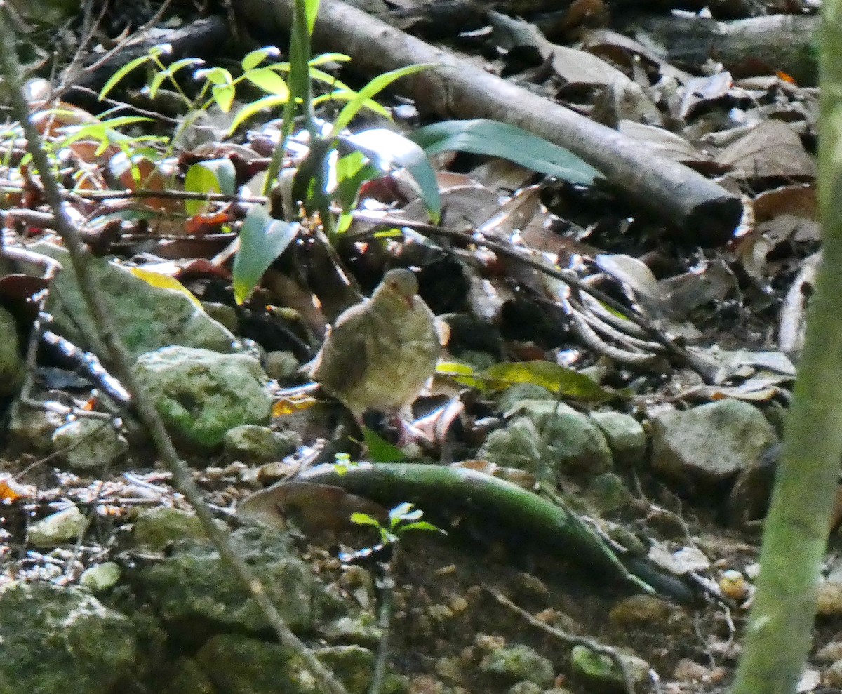 holub hnědočervený - ML643366769