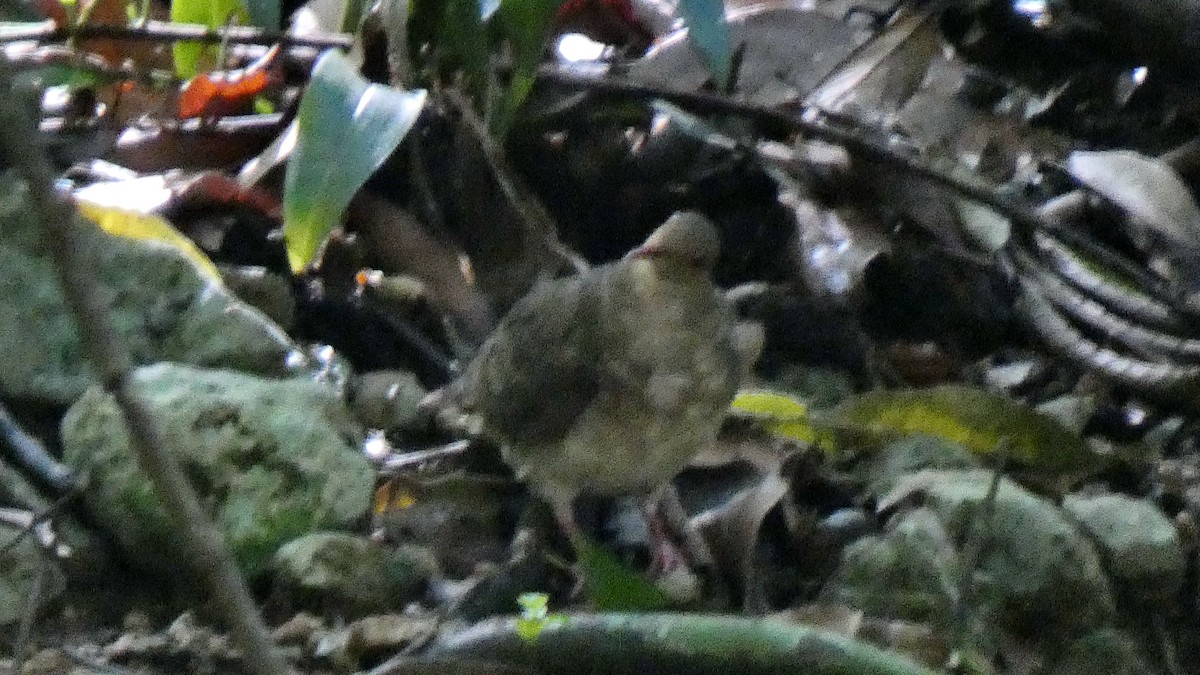 holub hnědočervený - ML643366770