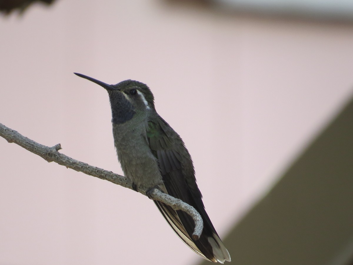 Blue-throated Mountain-gem - ML643366771