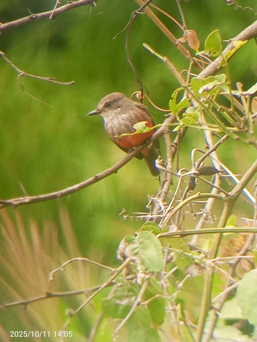 Vermilion Flycatcher - ML643366780