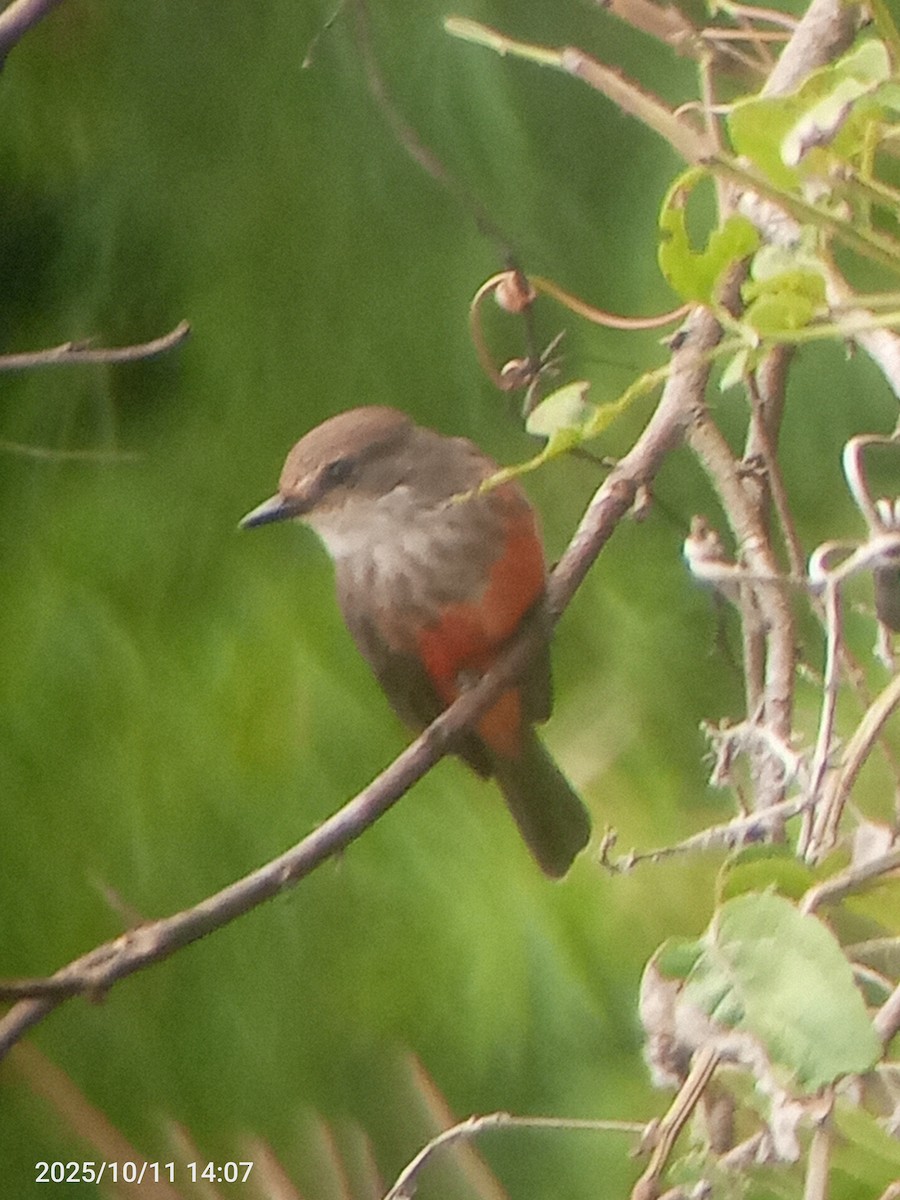 Vermilion Flycatcher - ML643366781